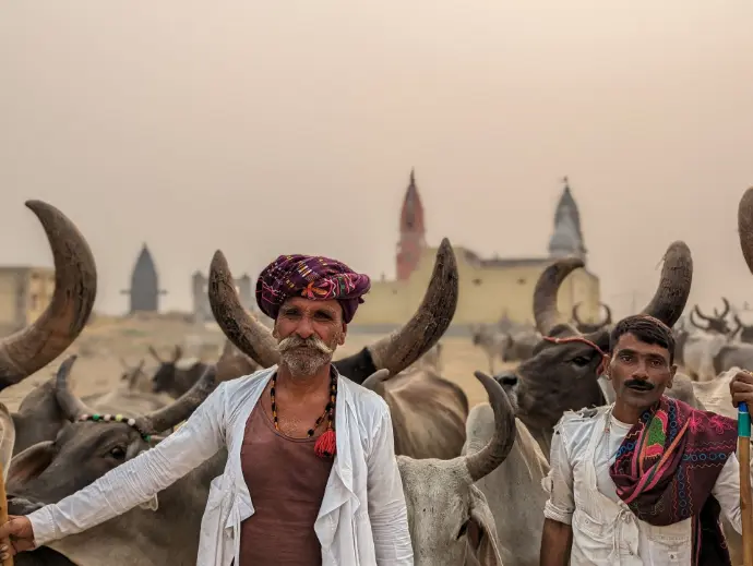Herdsmen clicked by Harsh Rohilla