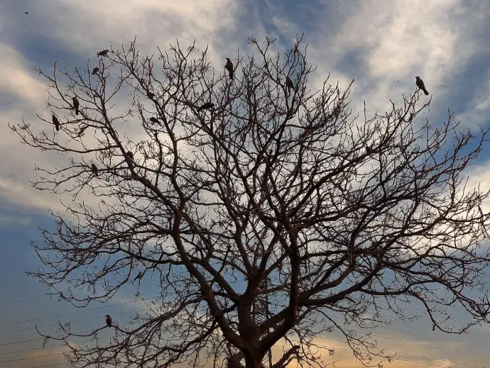 Game of Thrones reference with a image of Ravens sitting on a tree