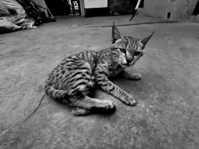 cat clicked by Harsh Rohilla