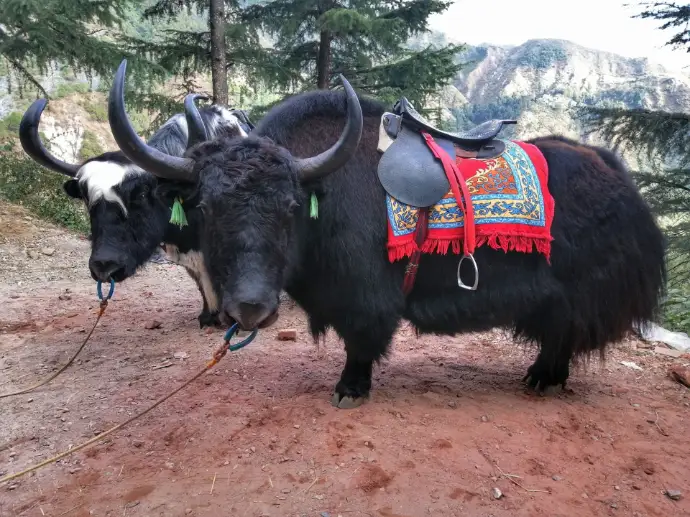 were available for a ride @400 bucks at dharmashala